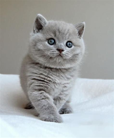 Fakta Menarik Tentang Kucing British Shorthair Katze Nesia