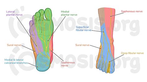 Anatomy Of The Right Foot Plantar View Medical Illust