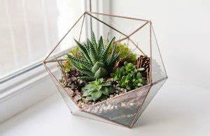 I tried cacti with my small afk farm, but you need almost 12k collection in 20 mins wich is an insane investment to build the farm. Ultimate Guide to Terrariums | Ambius