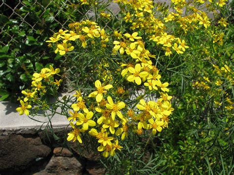 Bidens Menziesii Subsp Filiformis Koʻokoʻolau Or Mauna Lo Flickr