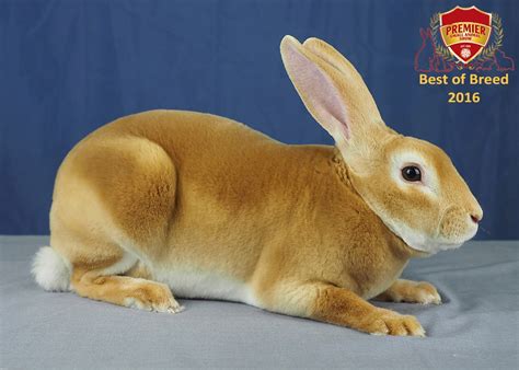 Rex Rabbits