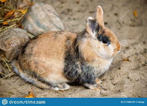 Full Body Of Grey Beige White Domestic Pygmy Rabbit Stock Photo Image