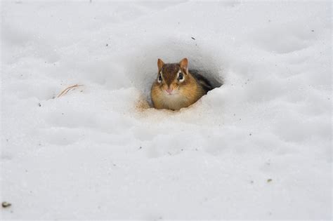 Naturalist Has Noted Eastern Chipmunks Winter Appearance For 50 Years