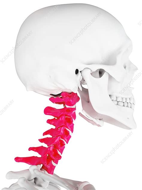 Cervical Spine Illustration Stock Image F0295660 Science Photo