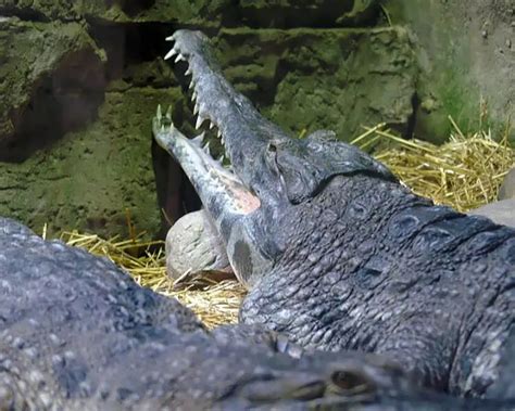 Африканський вузькорилий крокодил факти дієта ареал і фотографії на