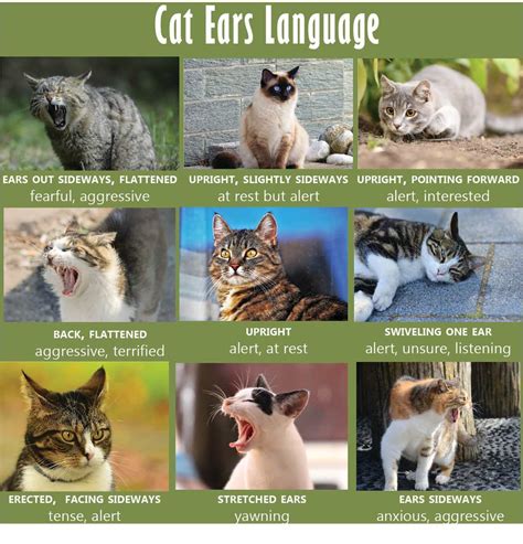 Cat Body Language Chart And Pictures Pethelpful