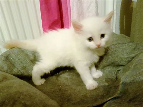 White Ragdoll Kittens For Sale