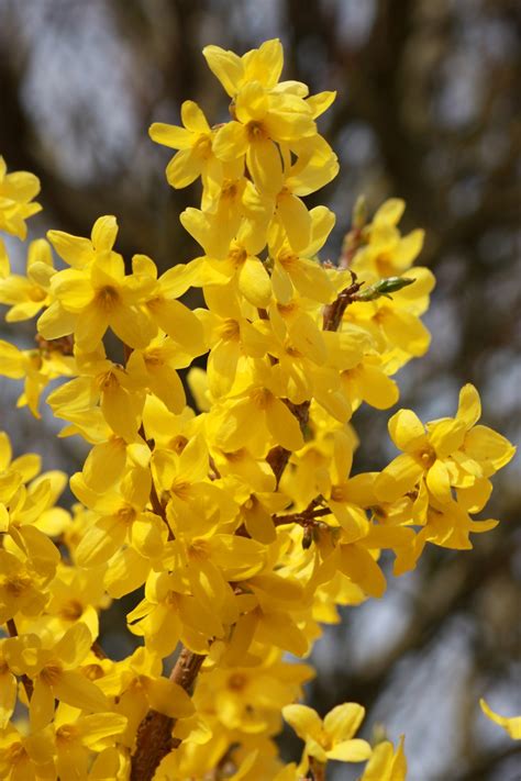 Fiori gialli in belle pannocchie. Fiori gialli su albero Immagine gratis - Public Domain ...