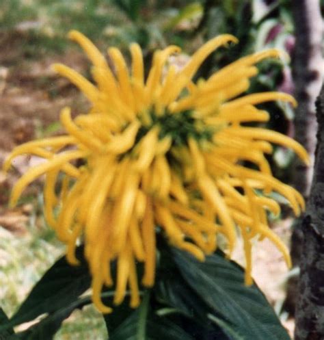 Golden shrimp plant, yellow shrimp plant, lollipop plant. Hummingbird Remedies Flower Essences - ghi