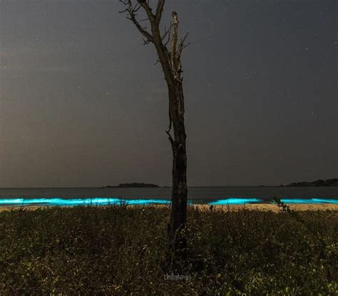 Get A Glow In The Dark Experience At These Bioluminescent Beaches In India