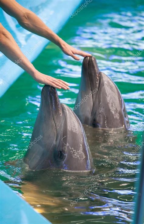 Two Human Hands Touching Dolphins — Stock Photo © Zestmarina 14996435