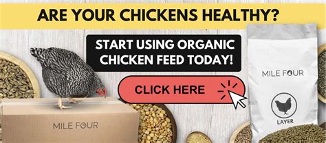 4 Top Homemade Chicken Feed Recipes