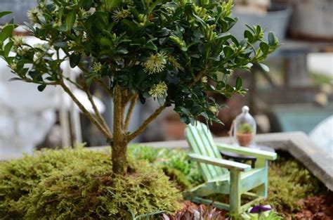 Miniature Plant World With Images Fairy Garden Containers