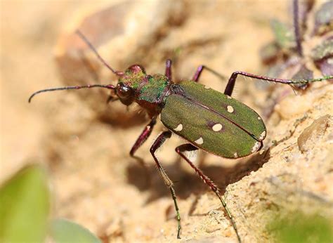Green Tiger Beetle Identification Life Cycle Facts And Pictures