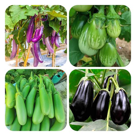 4 Varieties Of Vegetable Seeds Combo Pack