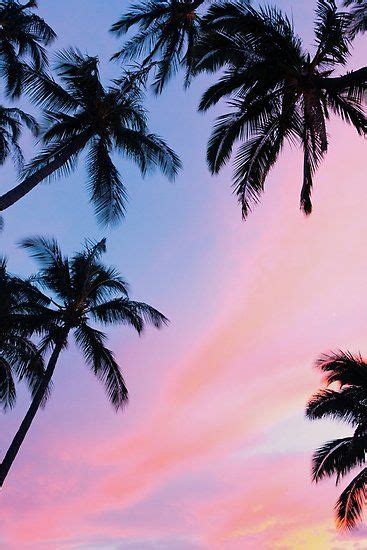 Beautiful Pink Sunset Palm Trees Poster By Newburyboutique Sunset