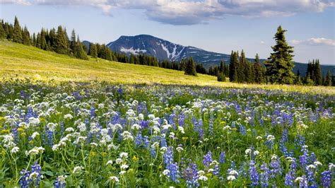 Download Wallpaper 1920x1080 Meadow Flowers Mountains Slope Full Hd