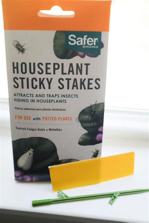 Cacti & succulent care tips: Fungus Gnats How to Get Rid of Pilea Houseplant Pests ...