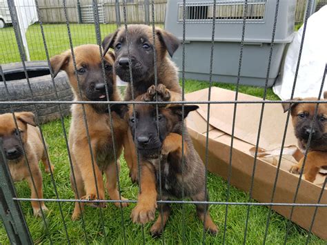 Get a boxer, husky, german shepherd, pug, and more on this belgian malinois comes from a czech republican bloodline of working dogs called belgian malinois. Belgian Shepherd Dog (Malinois) Puppies For Sale | Atlanta ...