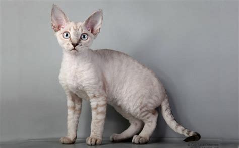 Devon Rex Cat Breed Cat Breeds Of The World