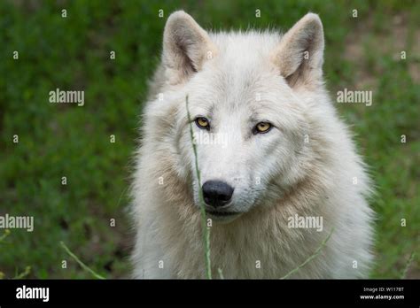 Arctic Wolves Hi Res Stock Photography And Images Alamy