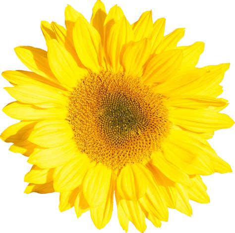 Sunflower Line Png