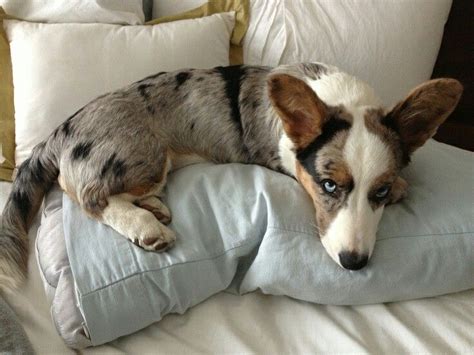 How big is cannon the blue merle corgi? Welsh corgi merle blue eyes (With images) | Corgi, Corgi ...