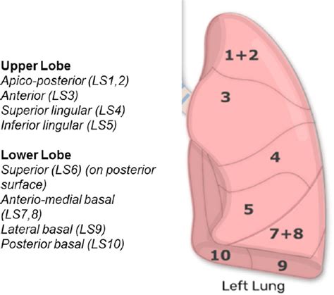 Bronchopulmonary Segments Anatomy