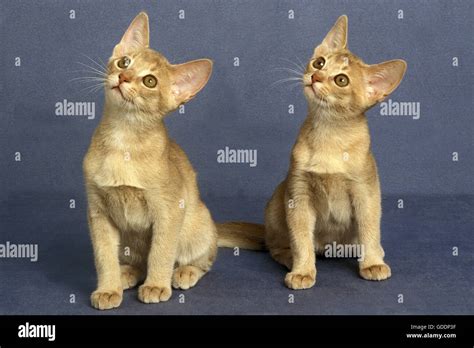 Fawn Abyssinian Domestic Cat Kittens Stock Photo Alamy