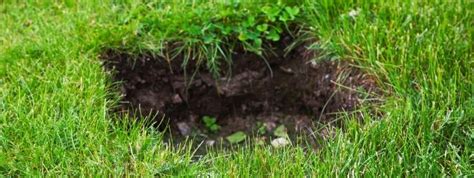 Why Mice Holes In Your Lawn Can Be Dangerous