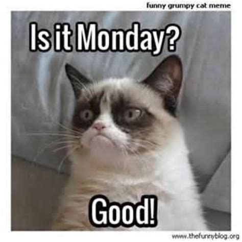 Monday Funny Grumpy Cat Memes Grumpy Cat Humor Grumpy Cat Quotes