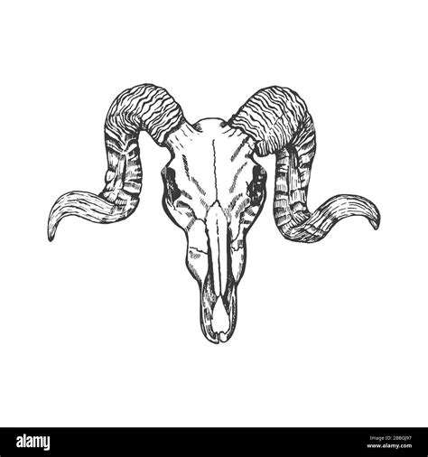 Animal Skull With Horns Isolated On White Background Skull Tattoo