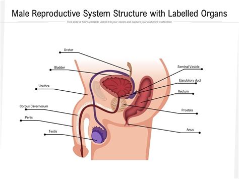 Male Reproductive System Structure With Labelled Organs Powerpoint