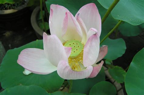 Filelotus Flower Suzhou China Wikimedia Commons