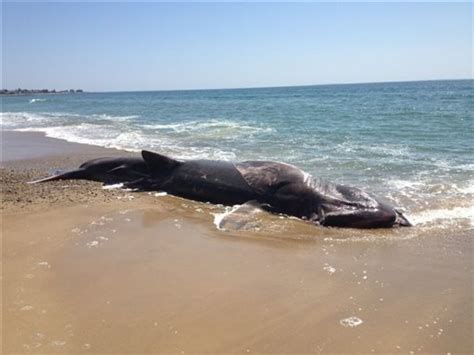 Dead Basking Shark Washes Ashore In Ri The San Diego Union Tribune