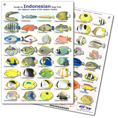 Dive Fish Identification Card Guide To
