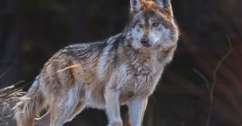 Endangered Grey Wolf Spotted In Grand Canyon For First Time In 70 Years