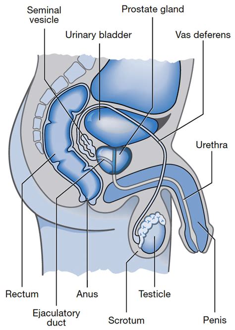An atlas of human anatomy for students and. What you need to know about prostate cancer | PCFA