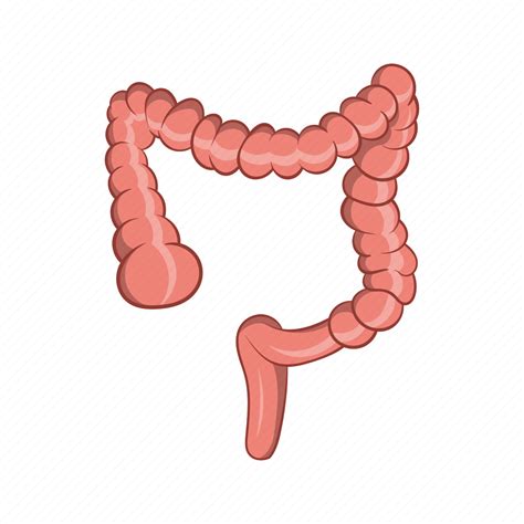 Anatomy Cartoon Colon Human Intestine Medical Sign Icon