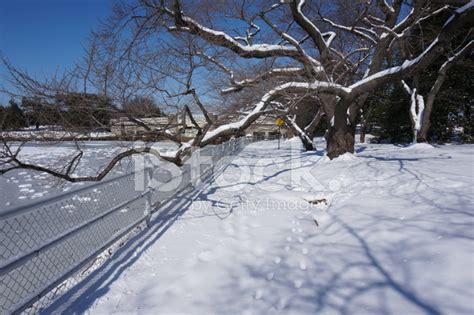 Big Cherry Blossom Tree In Winter Stock Photos