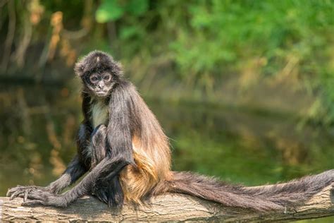 Meet The Planets 25 Most Endangered Primates Spider Monkey Primates