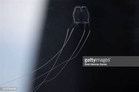 Australian Box Jellyfish Photos And Premium High Res Pictures Getty