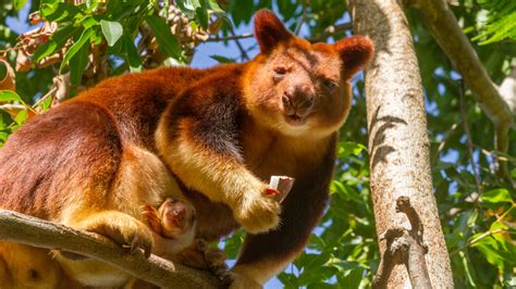 Precious Baby Tree Kangaroo Takes First Steps In The Outside World