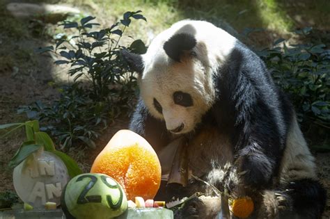 Remembering Worlds Oldest Male Giant Panda An An In Pictures