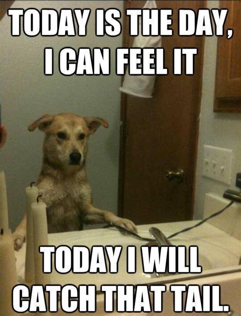 45 Funny Dog Memes Funny Dogs Dog Memes Funny Animal Memes