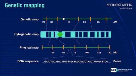 231 Gene Mapping And Chromosomal Karyotypes 2023