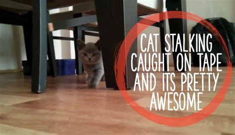 Cat Stalking Caught On Tape And Its Pretty Awesome Cats Funny Cats