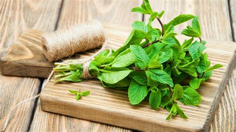 How To Harvest Mint 5 Easy Steps