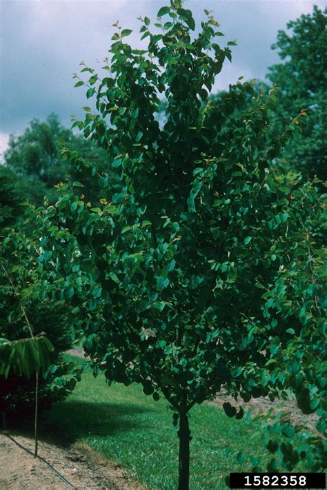 Katsura Tree Genus Cercidiphyllum