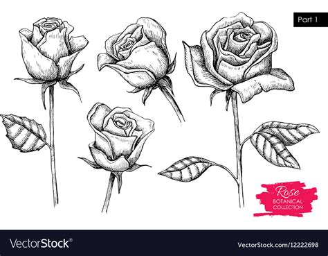 Hand Drawn Botanical Rose Set Engraved Royalty Free Vector